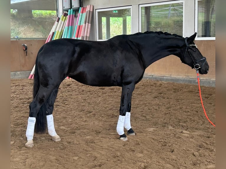 Oldenburger Stute 6 Jahre 171 cm Schwarzbrauner in Velbert