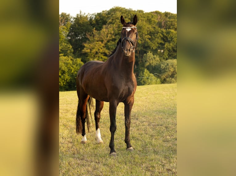 Oldenburger Stute 6 Jahre 171 cm Schwarzbrauner in Velbert