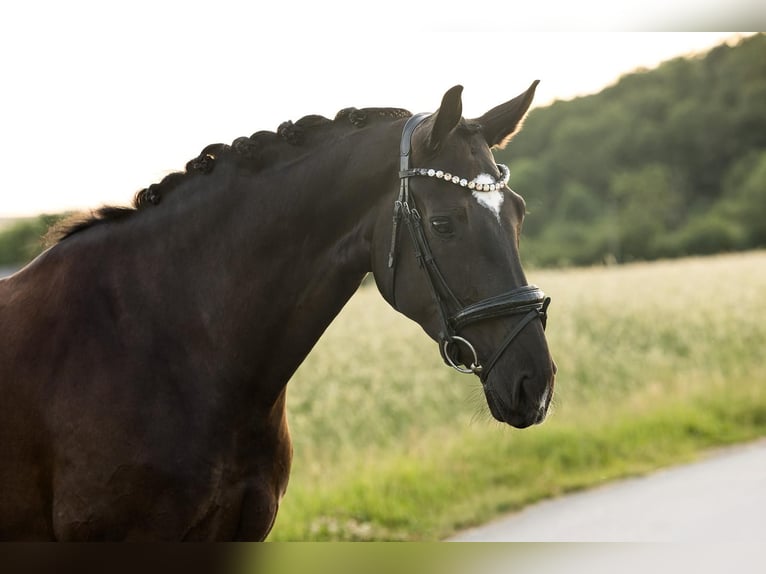 Oldenburger Stute 6 Jahre 171 cm Schwarzbrauner in Velbert