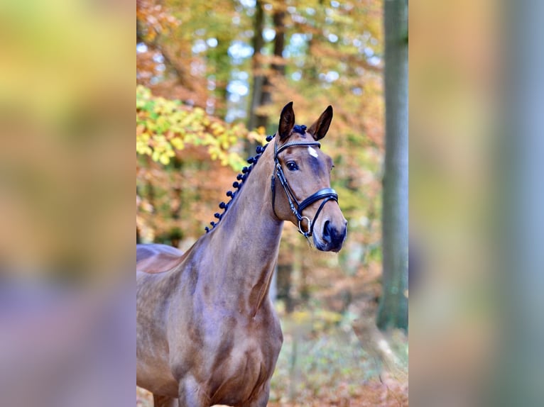 Oldenburger Stute 6 Jahre 172 cm Brauner in Dötlingen