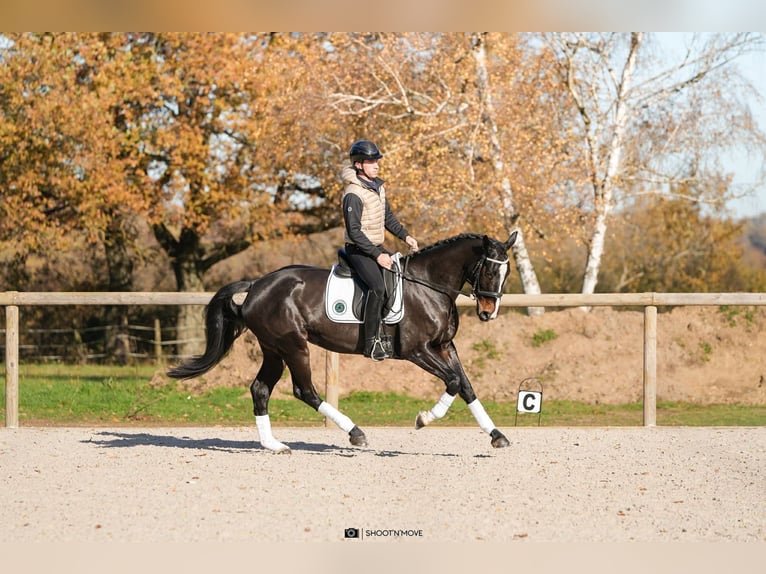 Oldenburger Stute 6 Jahre 172 cm Dunkelbrauner in Lentilly