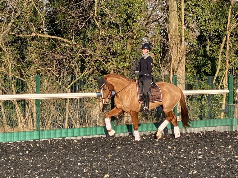 Oldenburger Stute 6 Jahre 172 cm Fuchs in Bliesdorf