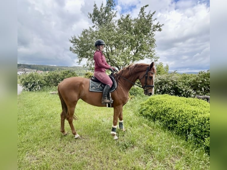 Oldenburger Stute 6 Jahre 172 cm Fuchs in Pelmberg