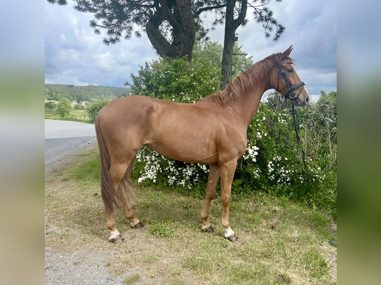 Oldenburger Stute 6 Jahre 172 cm Fuchs in Pelmberg