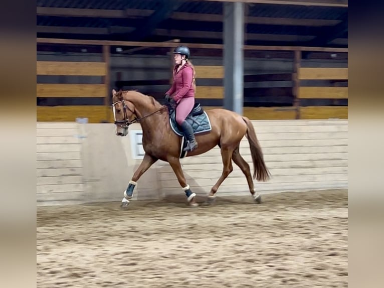 Oldenburger Stute 6 Jahre 172 cm Fuchs in Pelmberg