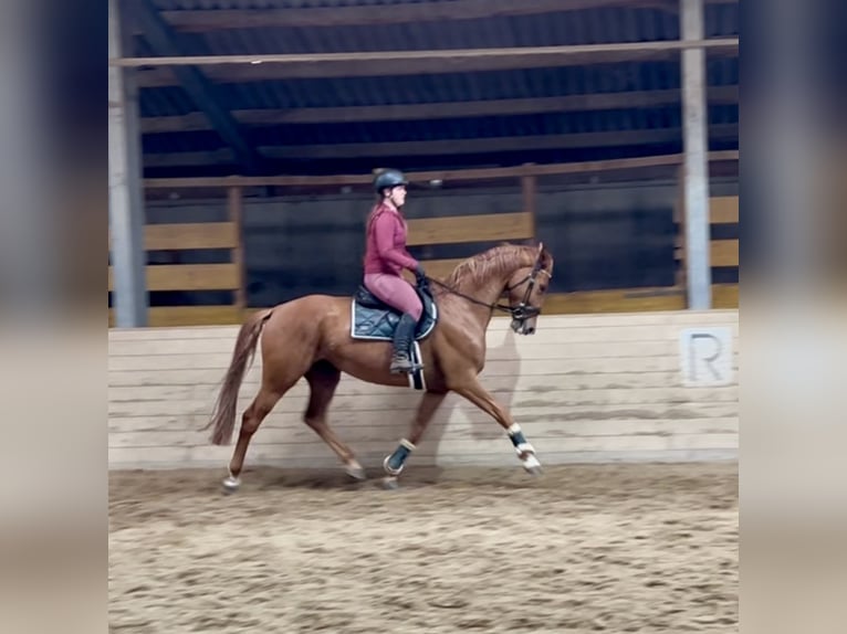 Oldenburger Stute 6 Jahre 172 cm Fuchs in Pelmberg