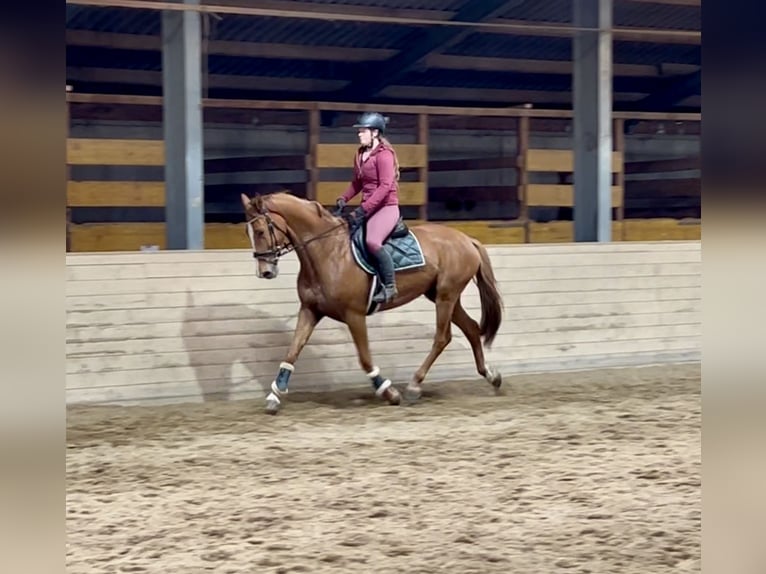 Oldenburger Stute 6 Jahre 172 cm Fuchs in Pelmberg