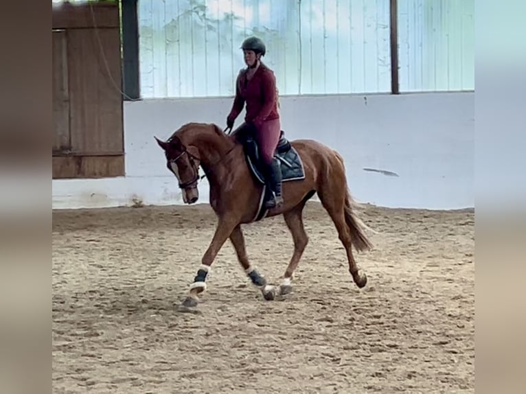 Oldenburger Stute 6 Jahre 172 cm Fuchs in Pelmberg