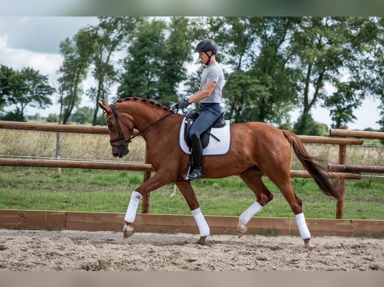 Oldenburger Stute 6 Jahre 172 cm Fuchs in Jever