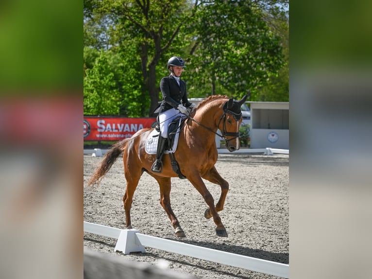 Oldenburger Stute 6 Jahre 172 cm Fuchs in Jever