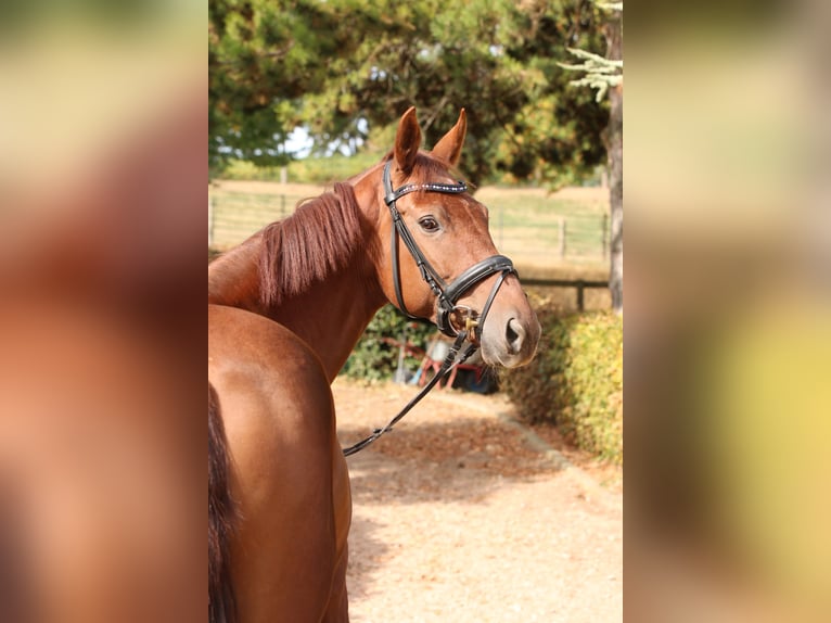 Oldenburger Stute 6 Jahre 172 cm Fuchs in Ober-Flörsheim