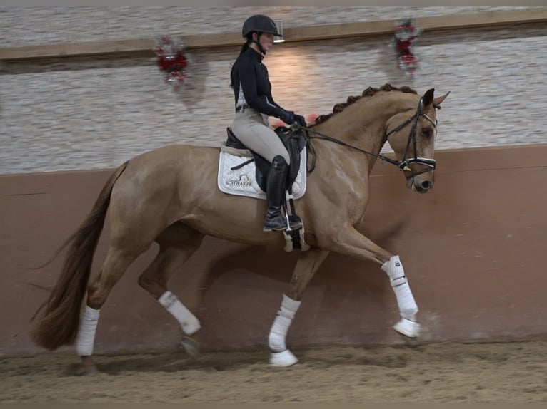 Oldenburger Stute 6 Jahre 172 cm Fuchs in Wehringen