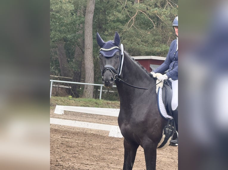 Oldenburger Stute 6 Jahre 172 cm Rappe in Deinstedt