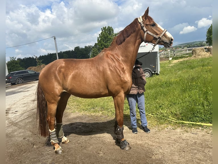 Oldenburger Stute 6 Jahre 173 cm Brauner in Andorf