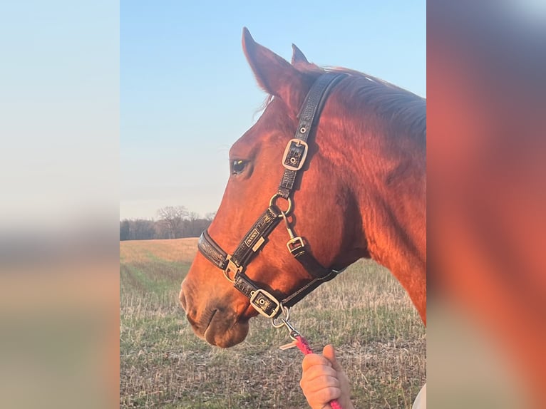 Oldenburger Stute 6 Jahre 174 cm Fuchs in Wedemark