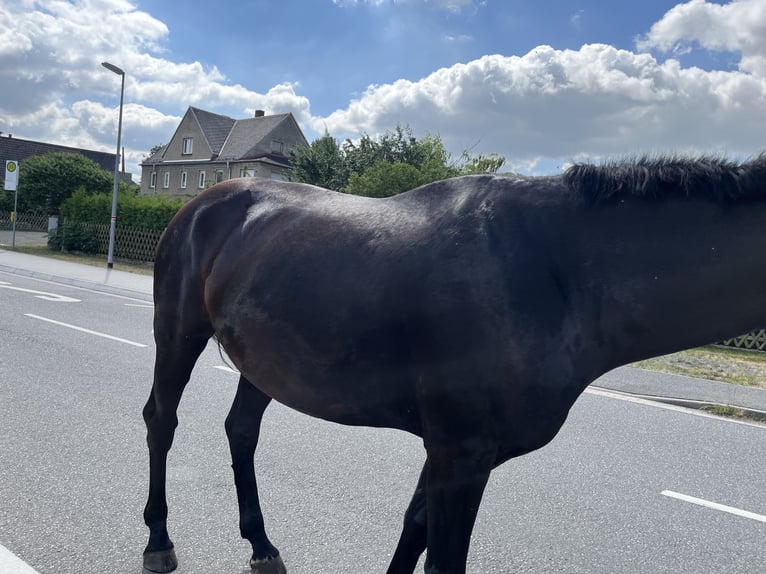 Oldenburger Stute 6 Jahre 175 cm Rappe in Frohburg