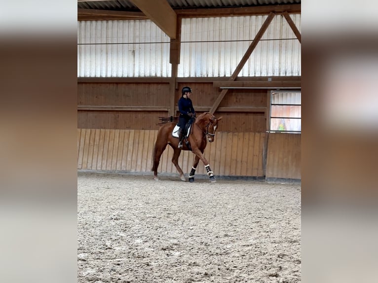 Oldenburger Stute 6 Jahre 176 cm Fuchs in Sulzbach am Main