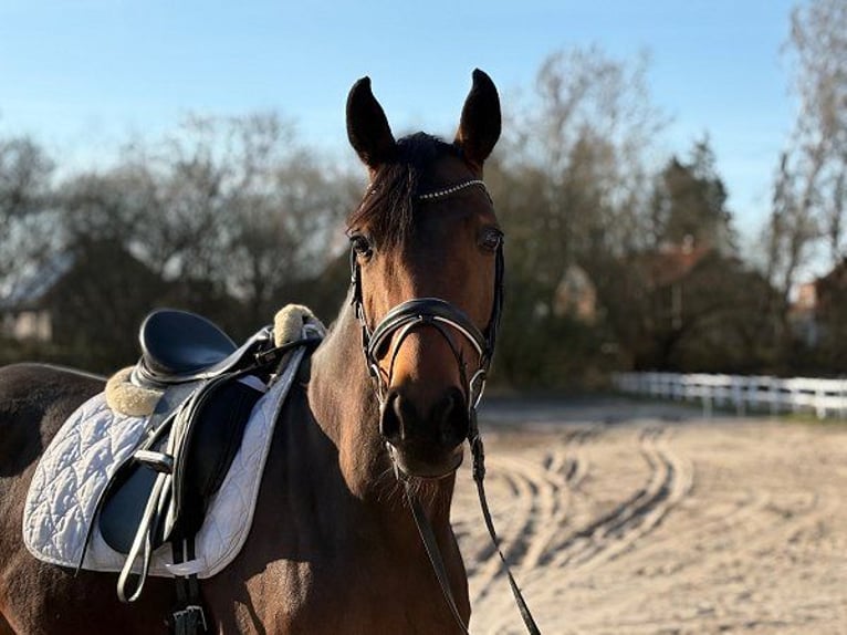 Oldenburger Stute 6 Jahre Dunkelbrauner in Verden (Aller)