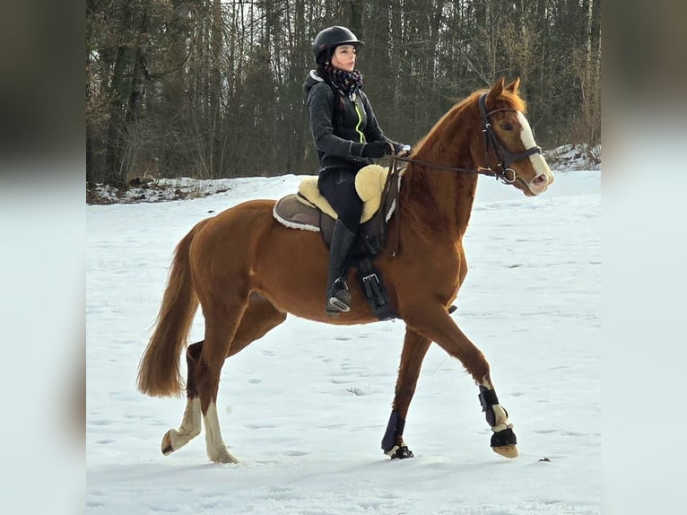 Oldenburger Stute 7 Jahre 158 cm Fuchs in Frielendorf