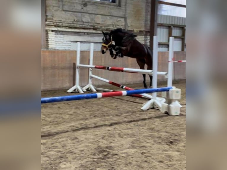 Oldenburger Stute 7 Jahre 160 cm Dunkelbrauner in Arnegg