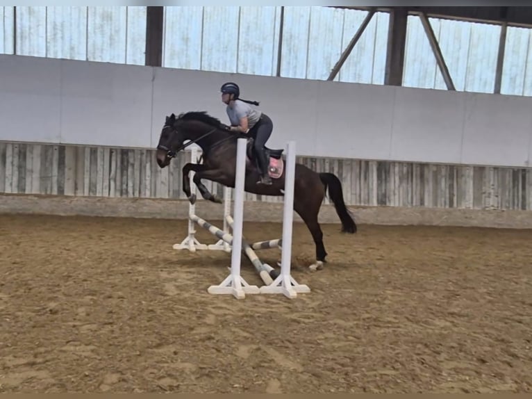 Oldenburger Stute 7 Jahre 160 cm Dunkelbrauner in Arnegg