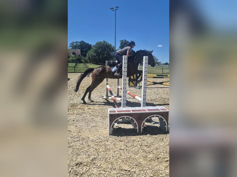 Oldenburger Stute 7 Jahre 160 cm Dunkelbrauner in Arnegg