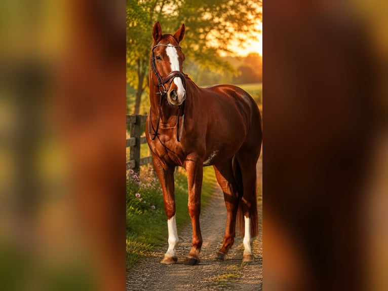 Oldenburger Stute 7 Jahre 162 cm Fuchs in Langenfeld