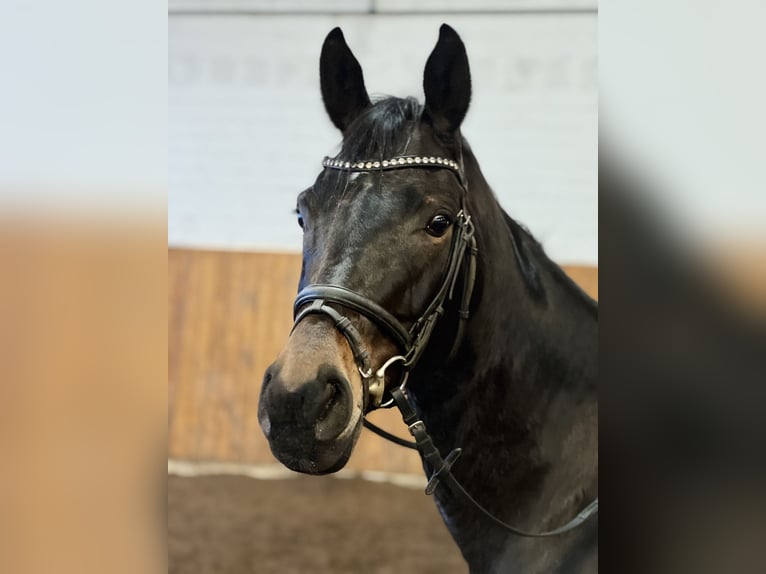 Oldenburger Stute 7 Jahre 163 cm Brauner in Visselhövede