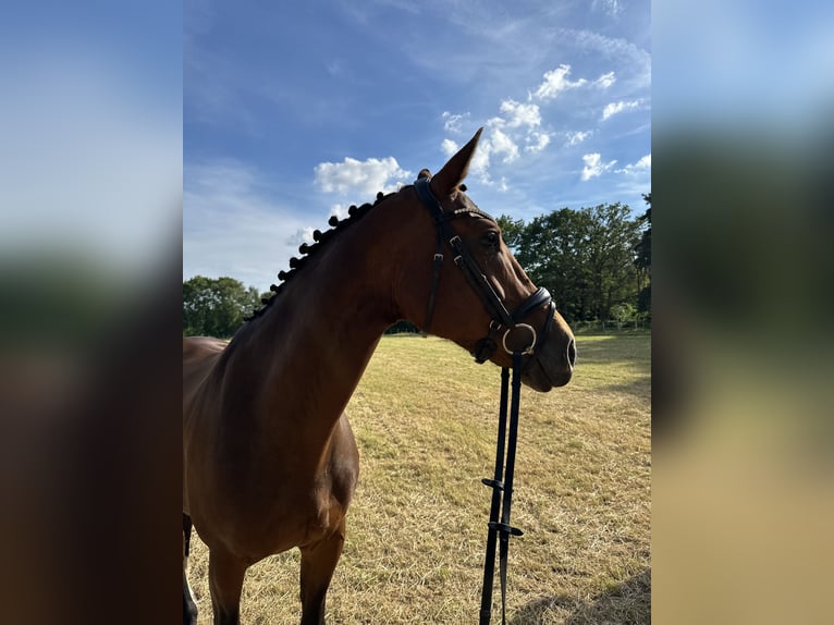Oldenburger Stute 7 Jahre 164 cm Brauner in Harsewinkel