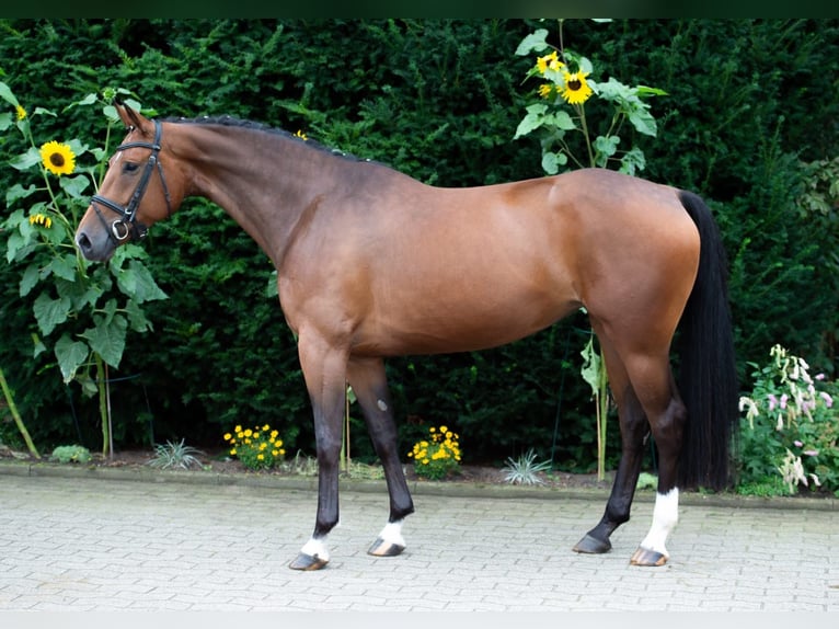 Oldenburger Stute 7 Jahre 164 cm Brauner in Harsewinkel
