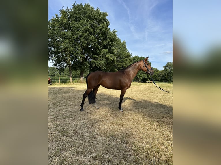 Oldenburger Stute 7 Jahre 164 cm Brauner in Harsewinkel