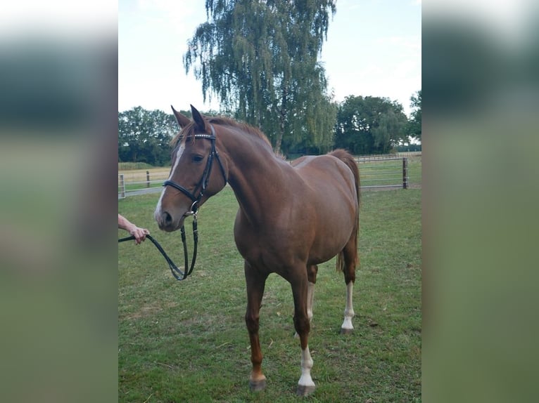 Oldenburger Stute 7 Jahre 164 cm Dunkelfuchs in DötlingenGeveshausen