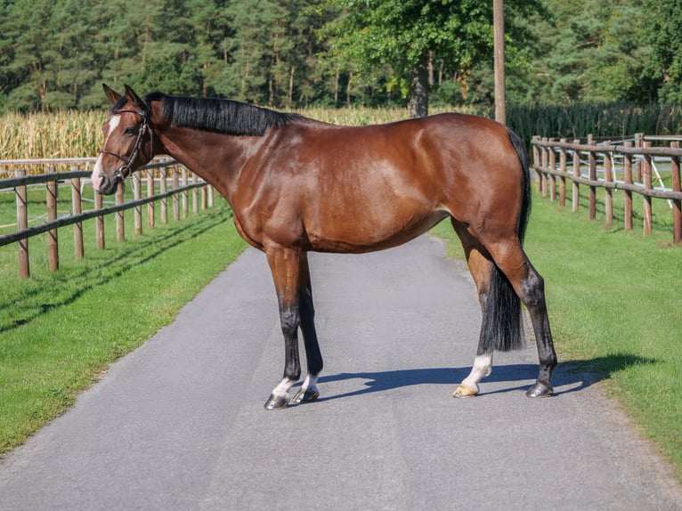 Oldenburger Stute 7 Jahre 165 cm Brauner in Ankum
