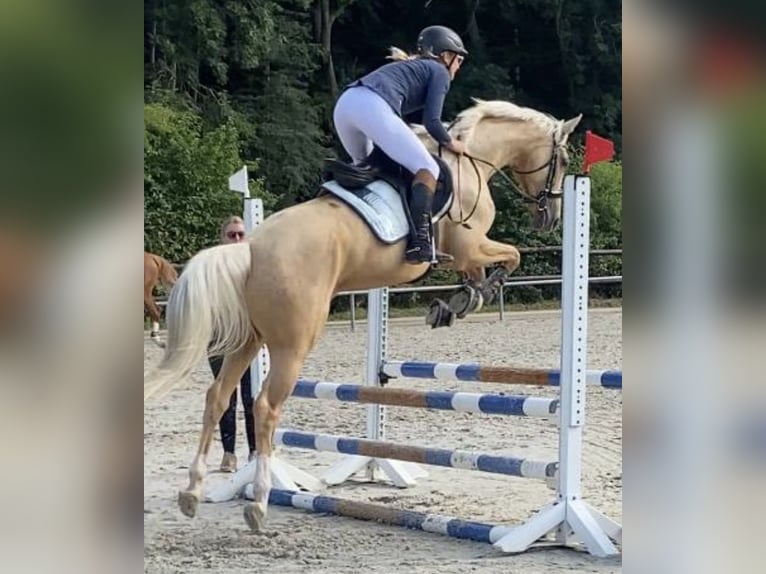 Oldenburger Stute 7 Jahre 165 cm Palomino in Kaarst