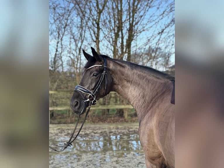 Oldenburger Stute 7 Jahre 165 cm Rappe in Lohne (Oldenburg)