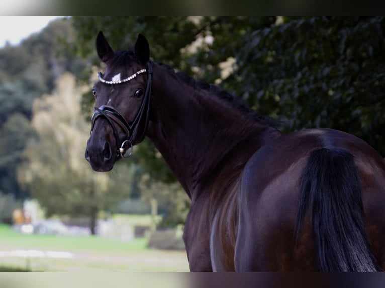 Oldenburger Stute 7 Jahre 165 cm Schwarzbrauner in Landensberg