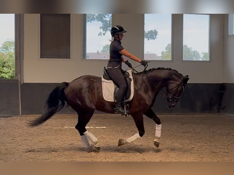 Oldenburger Stute 7 Jahre 165 cm Schwarzbrauner in Landensberg