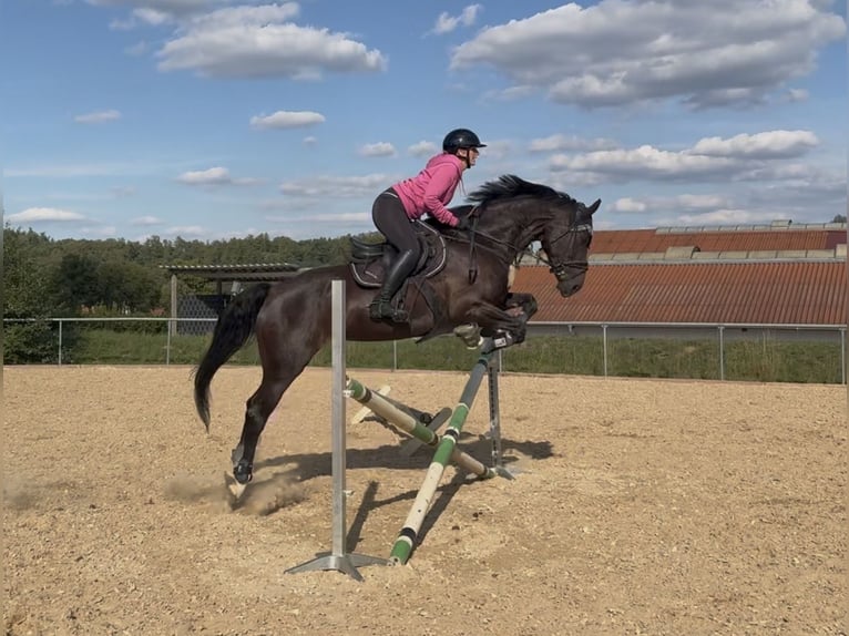 Oldenburger Stute 7 Jahre 165 cm Schwarzbrauner in Landensberg