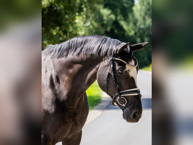 Oldenburger Stute 7 Jahre 166 cm Rappe in Gleichen