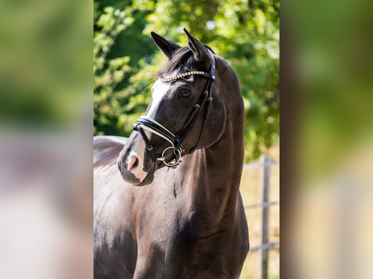 Oldenburger Stute 7 Jahre 166 cm Rappe in Gleichen
