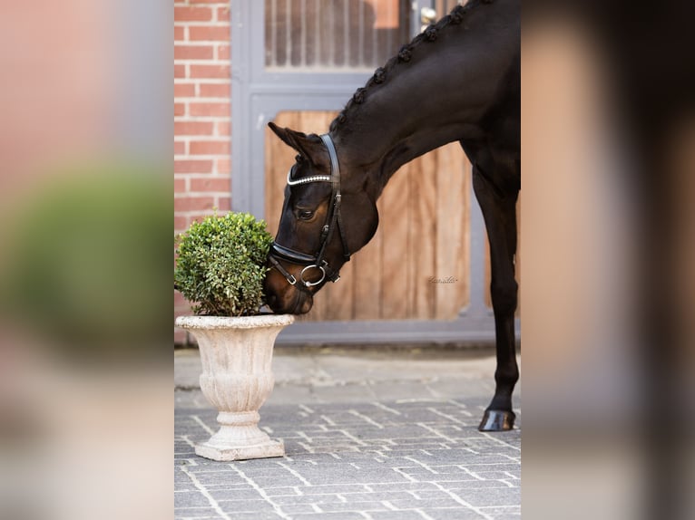Oldenburger Stute 7 Jahre 166 cm Schwarzbrauner in Kürten