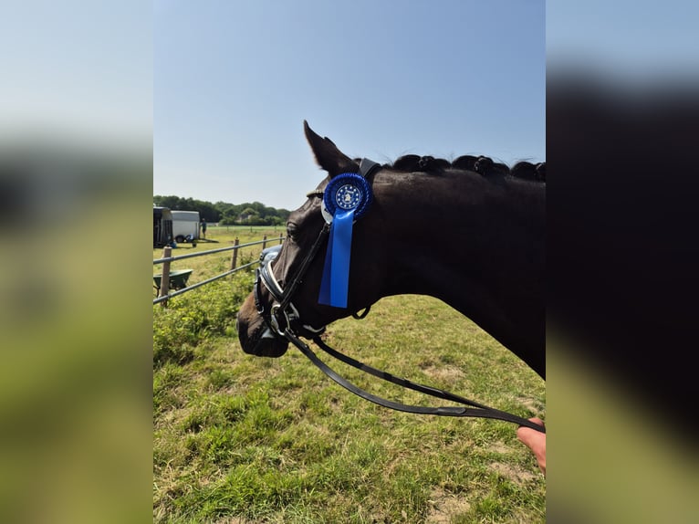 Oldenburger Stute 7 Jahre 166 cm Schwarzbrauner in Wardenburg