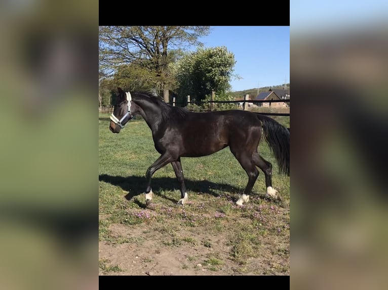 Oldenburger Stute 7 Jahre 166 cm Schwarzbrauner in Lengerich