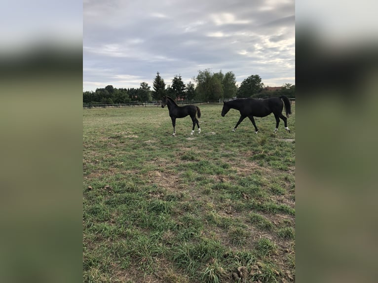 Oldenburger Stute 7 Jahre 166 cm Schwarzbrauner in Lengerich