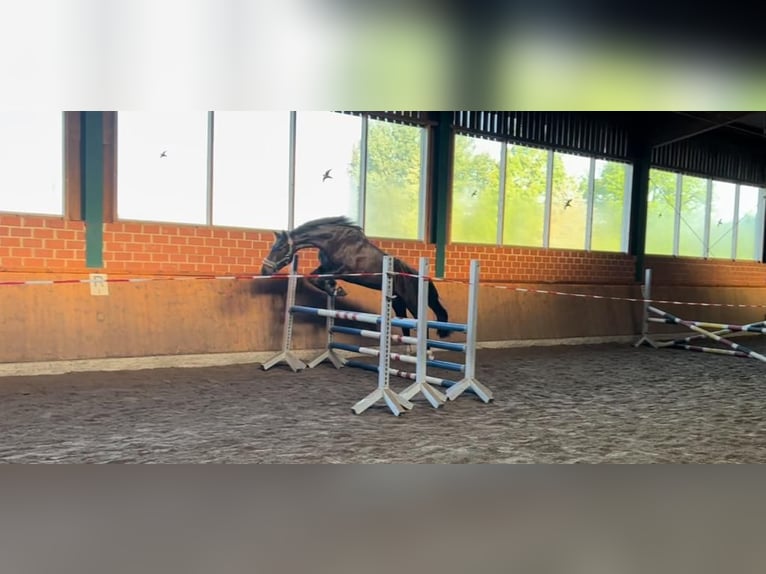 Oldenburger Stute 7 Jahre 166 cm Schwarzbrauner in Lengerich