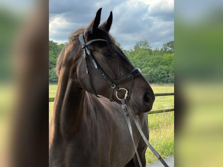 Oldenburger Stute 7 Jahre 166 cm Schwarzbrauner in Lengerich