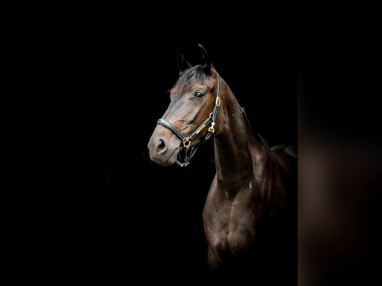 Oldenburger Stute 7 Jahre 166 cm Schwarzbrauner in Lengerich