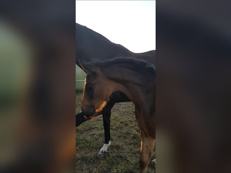 Oldenburger Stute 7 Jahre 166 cm Schwarzbrauner in Lengerich