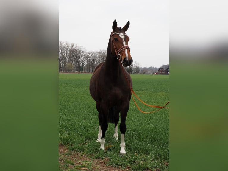 Oldenburger Stute 7 Jahre 166 cm Schwarzbrauner in Bramsche