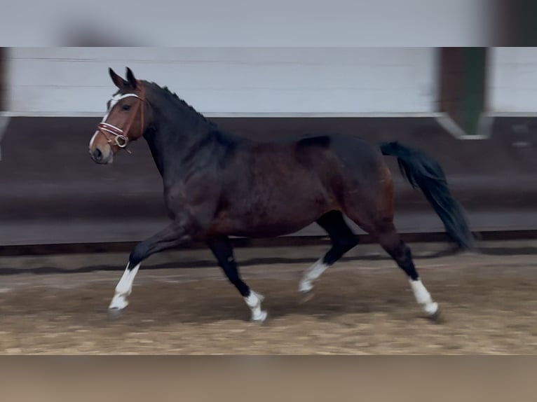 Oldenburger Stute 7 Jahre 166 cm Schwarzbrauner in Bramsche